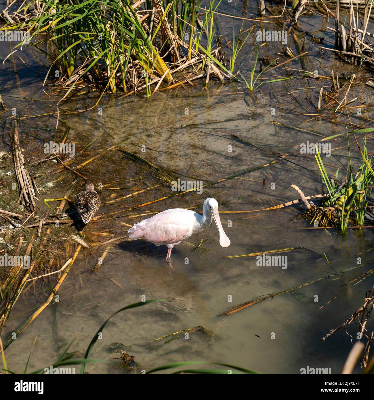 Roseate spoonbill Platalea ajaja eating in the muddy water at a bird center in Texas, Weeds and other birds, are also visible. Stock Photo