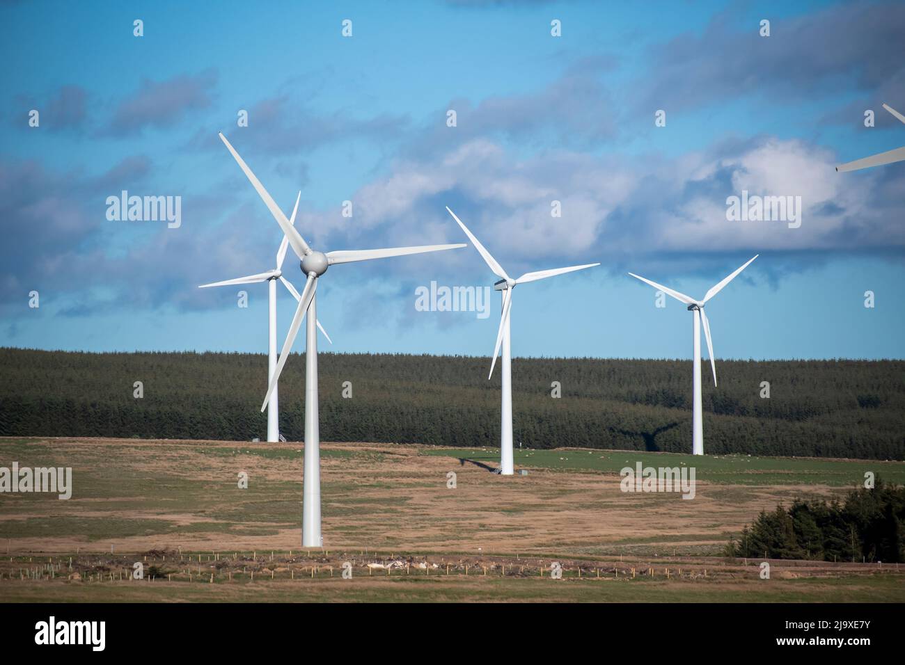 Wind Farm near Kielder in Northumberland, England on a Spring day with a forest and white clouds behind Stock Photo