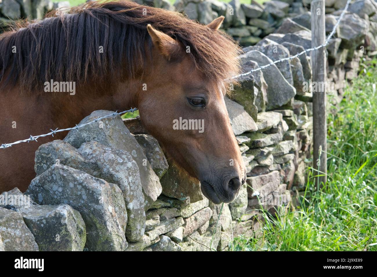 A pony looking over a dry stone wall and barbed wire at the grass on the other side Stock Photo