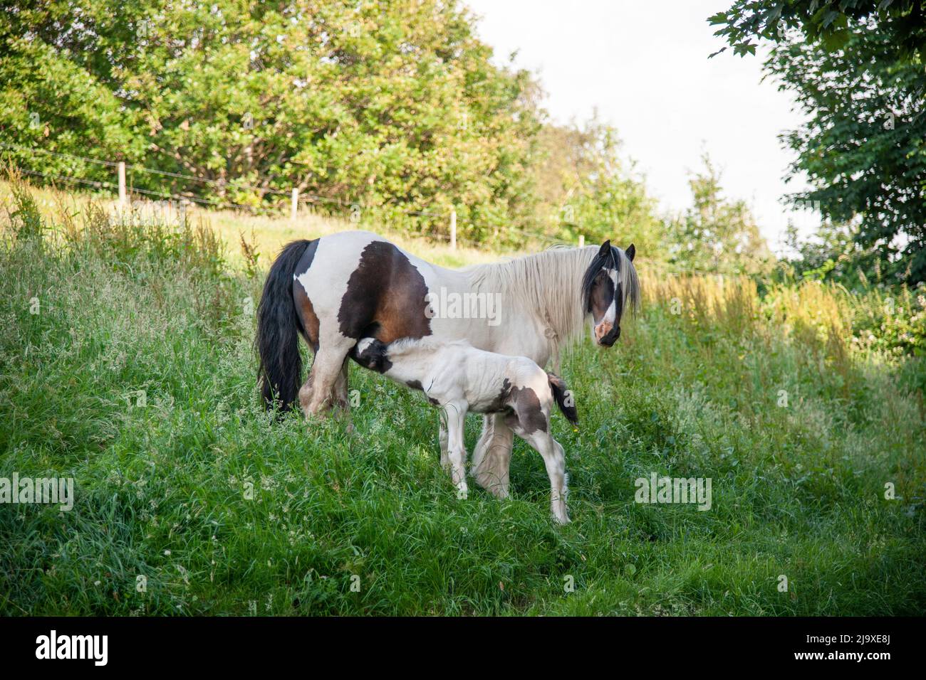 pony and foal in a field, the foal feeding from its mother Stock Photo