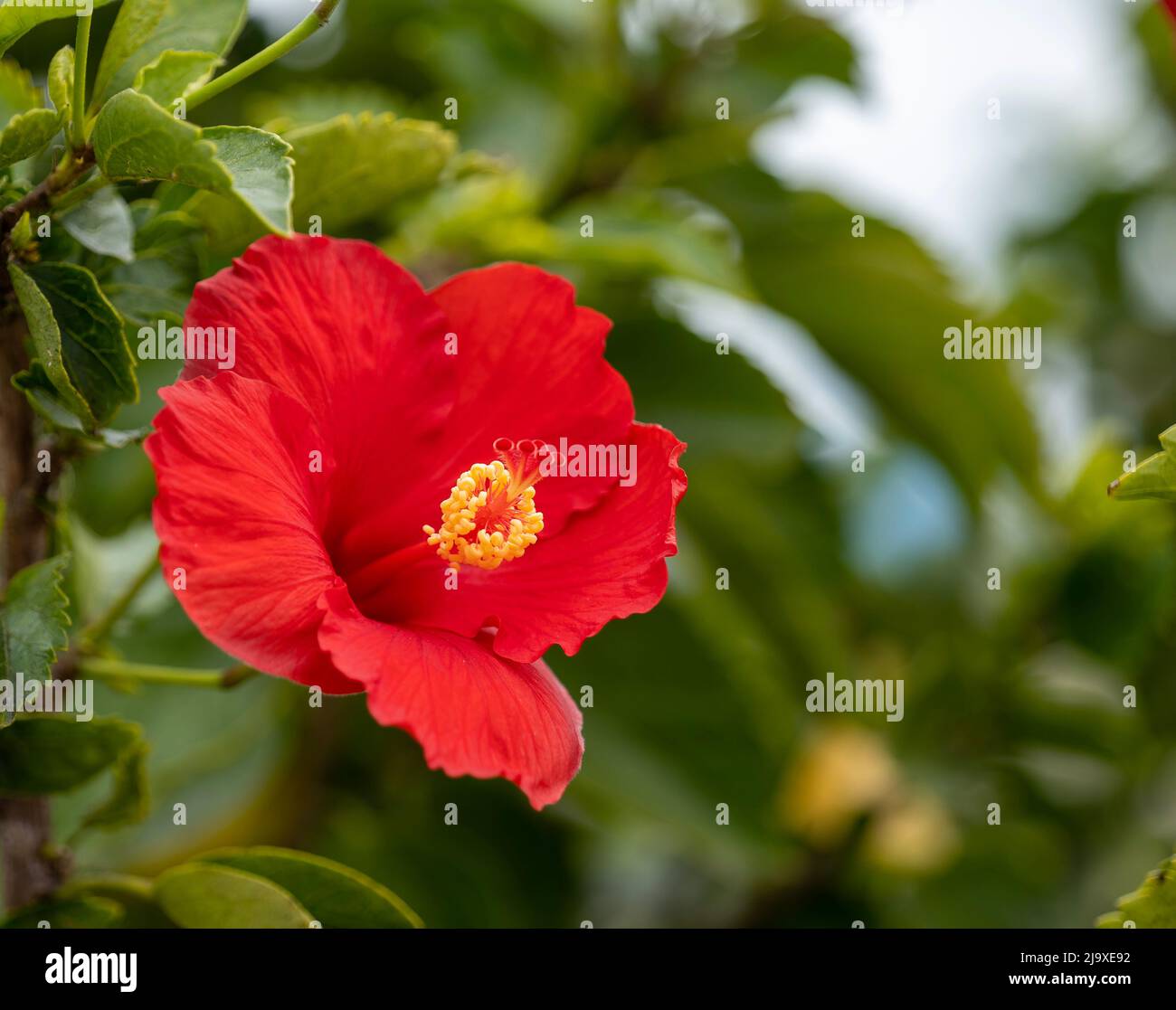 Beautifull red flower blossom on live plant with green leaves. Red Camellia Theaceae bloom with yellow stamen closeup. Stock Photo