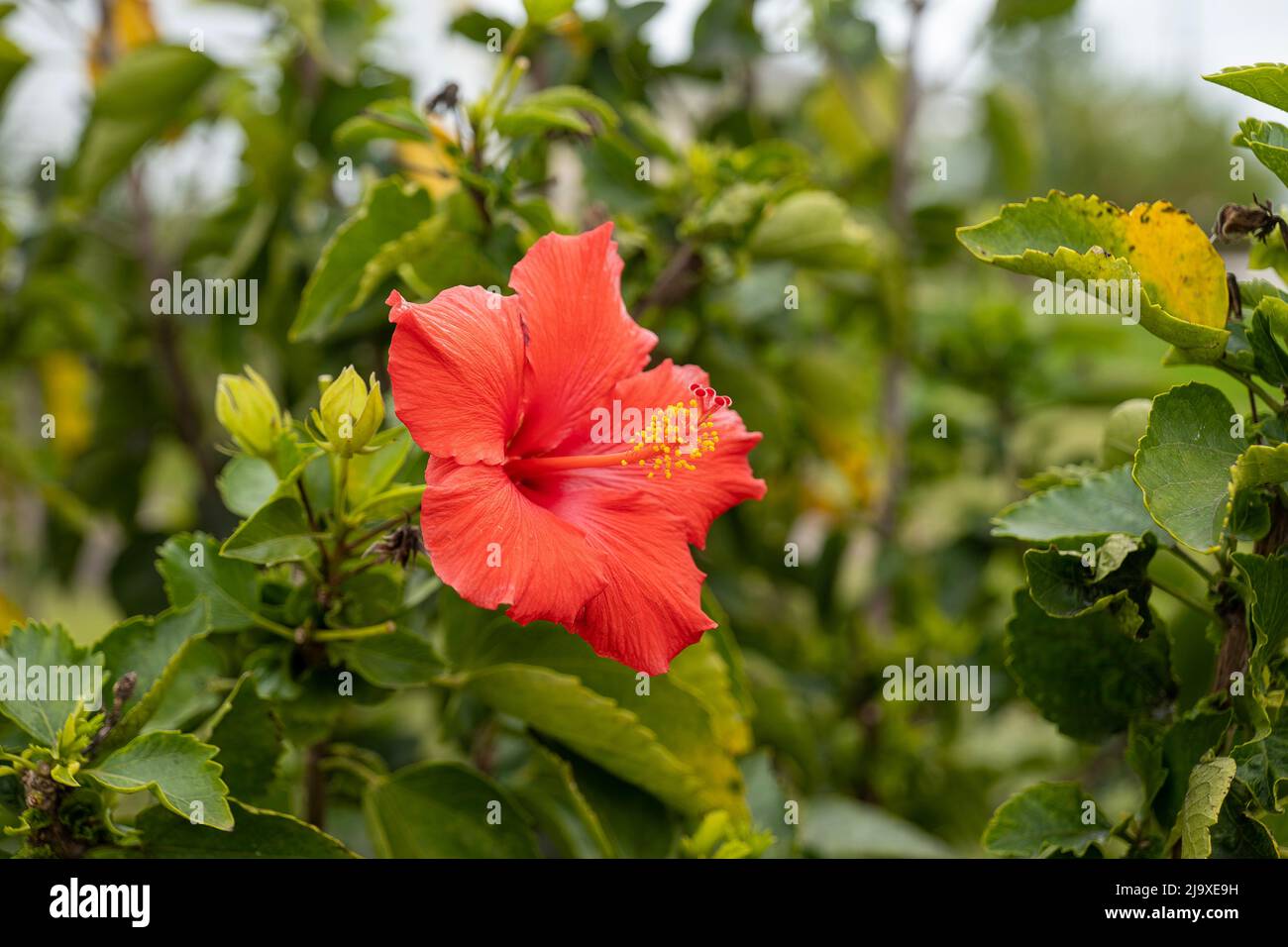Beautifull red flower blossom on live plant with green leaves. Red Camellia Theaceae bloom with reproductive organs, yellow stamen and red pistil, dis Stock Photo