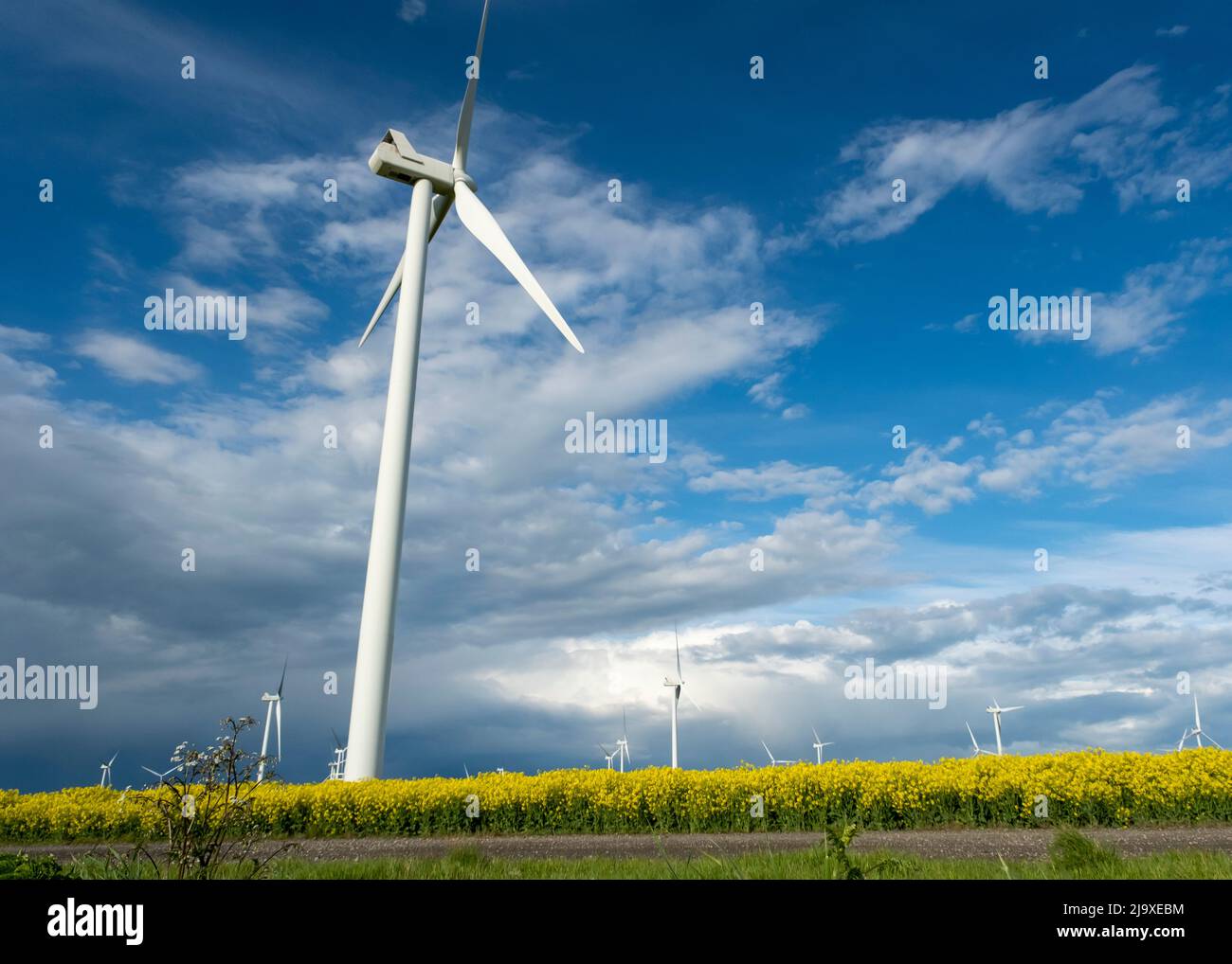 Wind turbines set in farm fields groing rapeseed with a cloudy summer sky behind Stock Photo