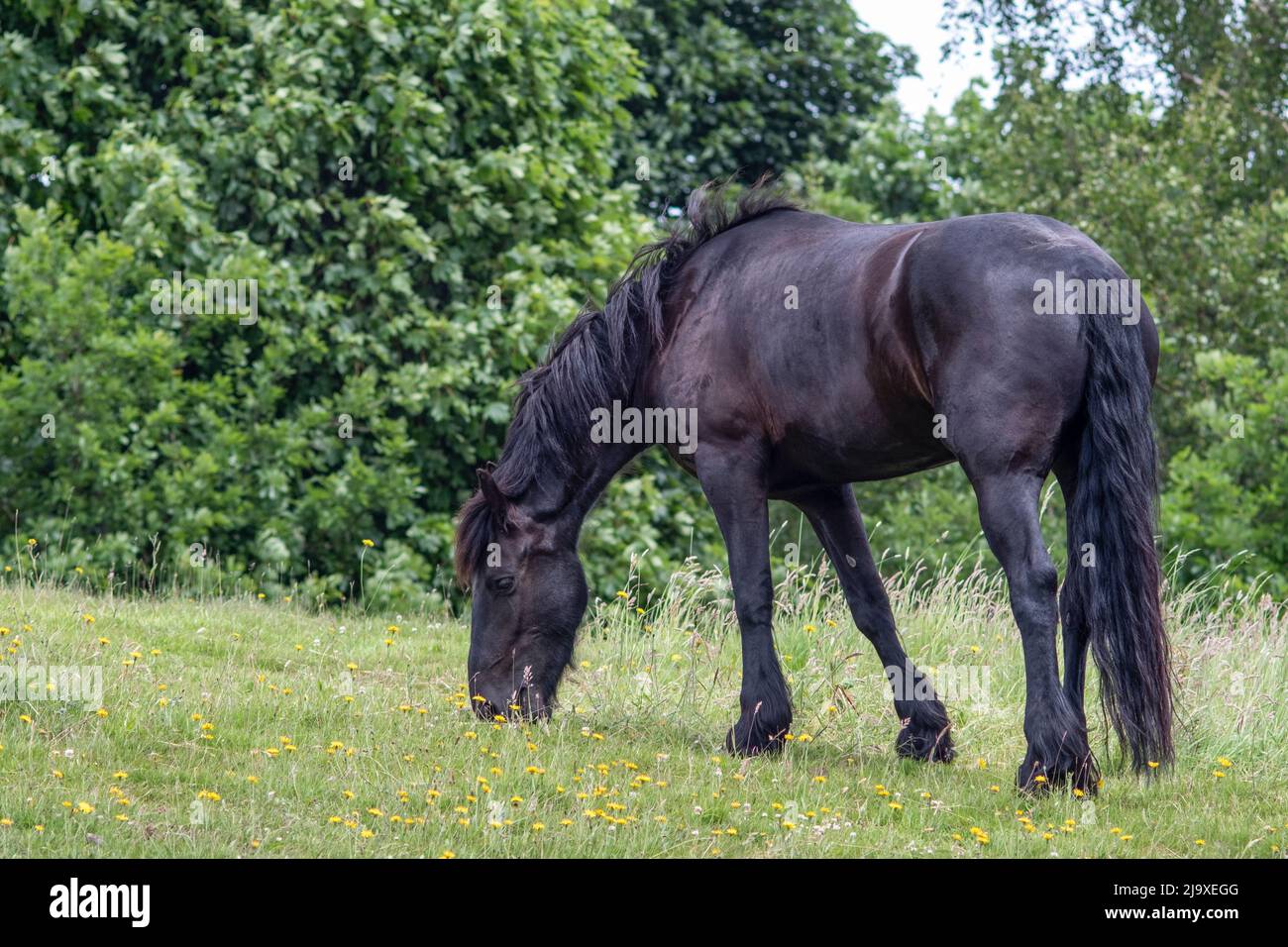 Black horse/pony grazing in a field with trees behind Stock Photo