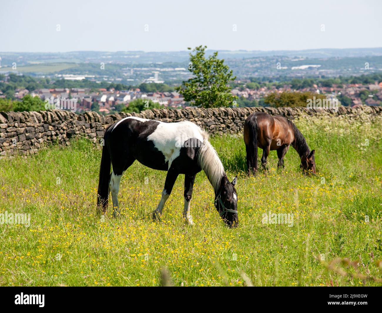 Ponies grazing in a South Yorkshire field with the city of Sheffield behind them on a sunny Summer day. Stock Photo