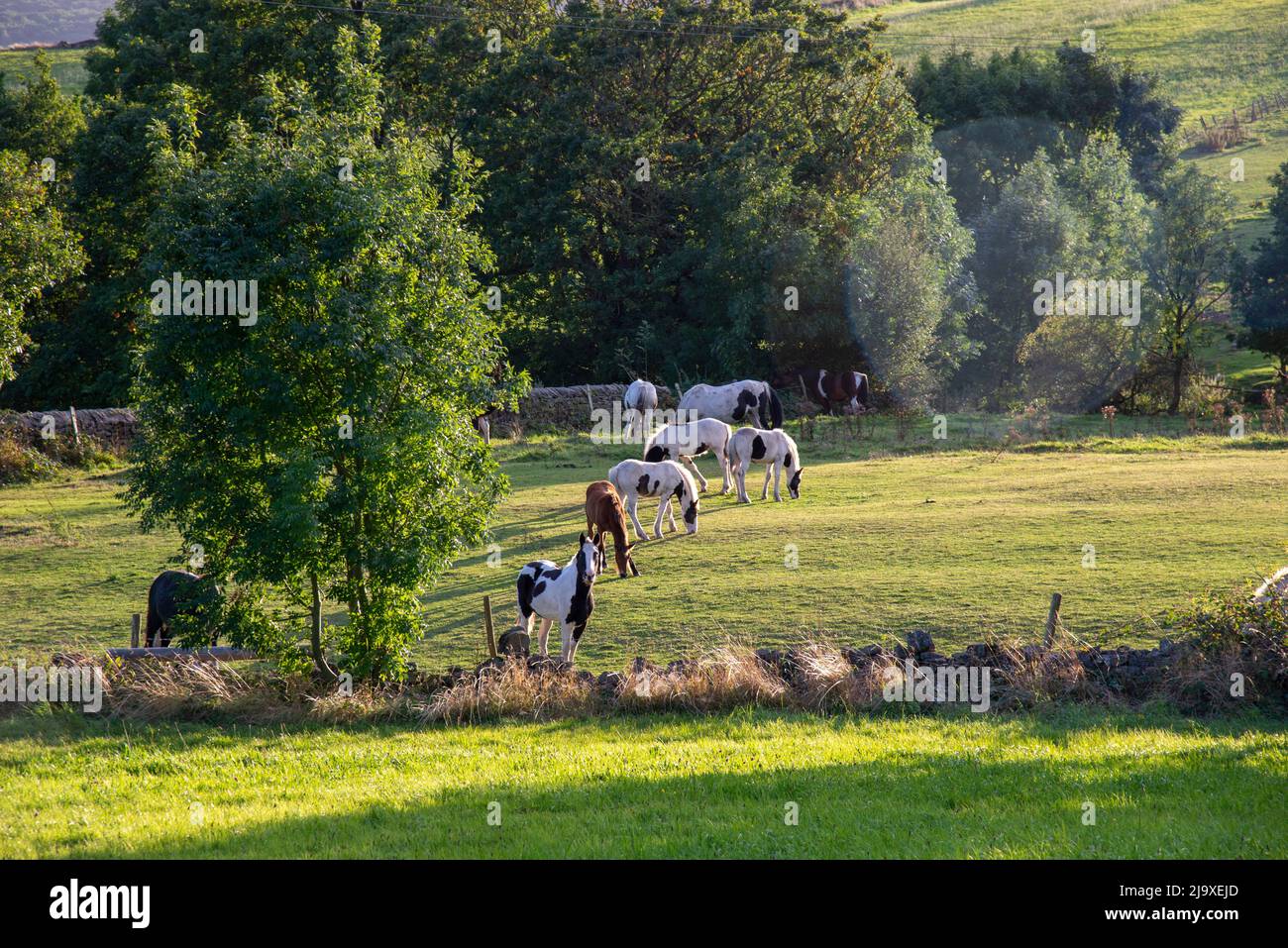 Horses and ponies grazing in a field in South Yorkshire on a Spring evening Stock Photo
