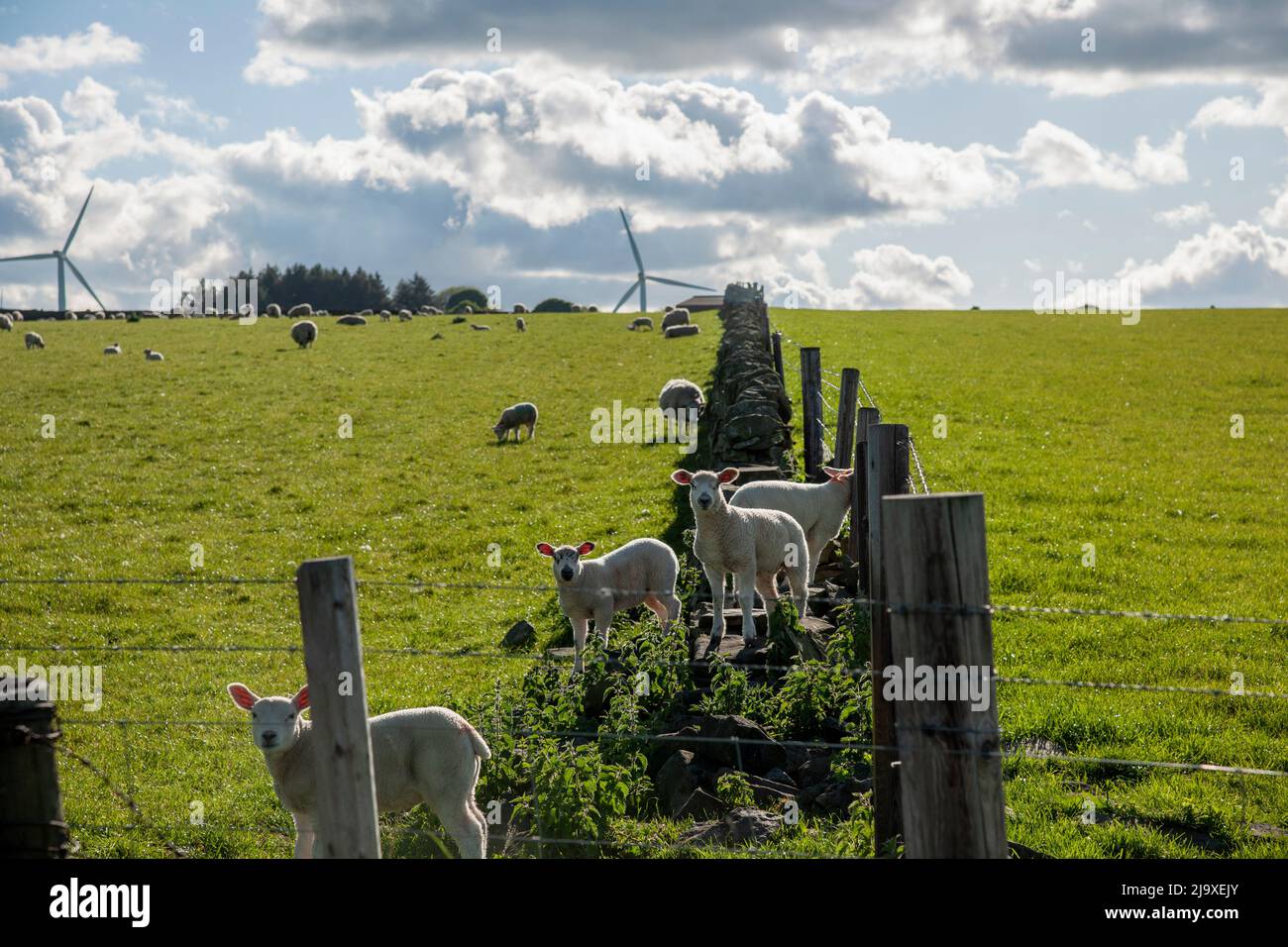 LAmbs standing on a dry stone wall in a field on a sunny day in Spring, with wind turbines and a cloudy sky behind Stock Photo