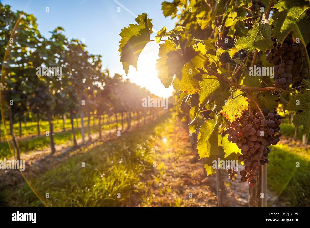 Golden sunset over vineyards in Wachau valley(Unesco world heritage site) Lower Austria, Austria Stock Photo