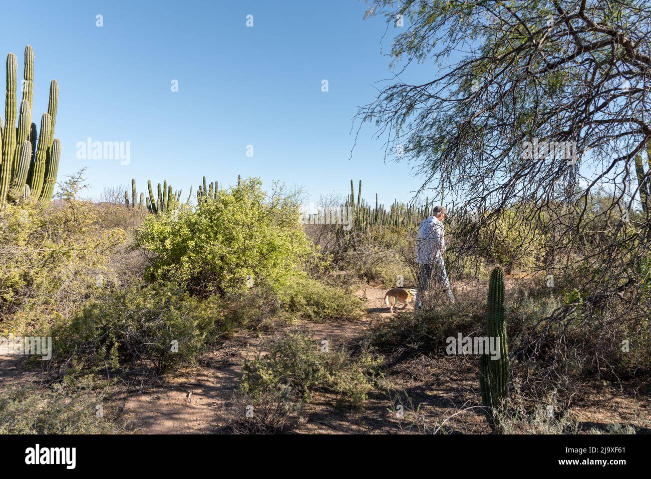 A man and his dog walk alone in an expanse of the Sonoran Desert in Mexico containing diverse cacti, including cardon. Stock Photo