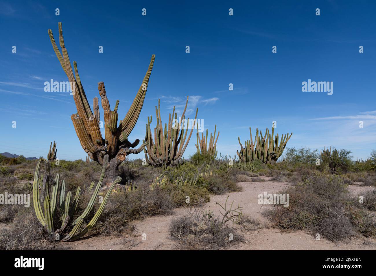 Mexican Giant Cardon in the Sonoran Desert, Northern Mexico. Stock Photo