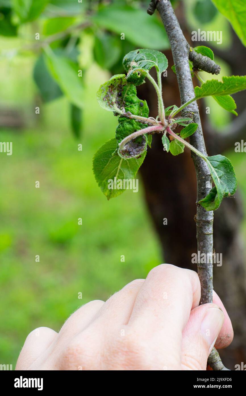 Control of aphids on plants. A man's hand holds a branch of an apple tree with leaves affected by a colony of insect pests. Stock Photo