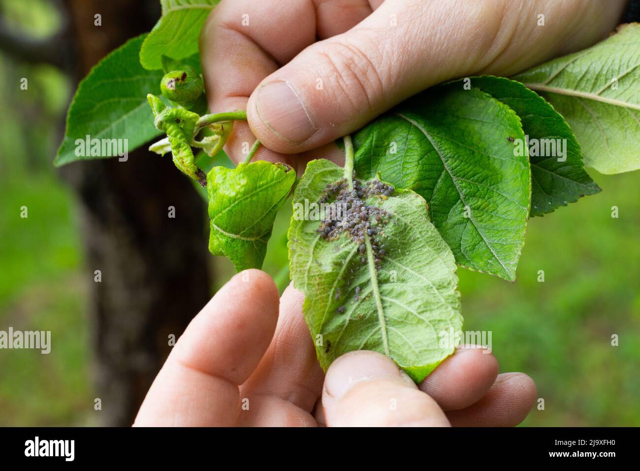 Control of aphids on plants. The fingers of a man hold a leaf on an apple tree with a colony of insect pests. Stock Photo