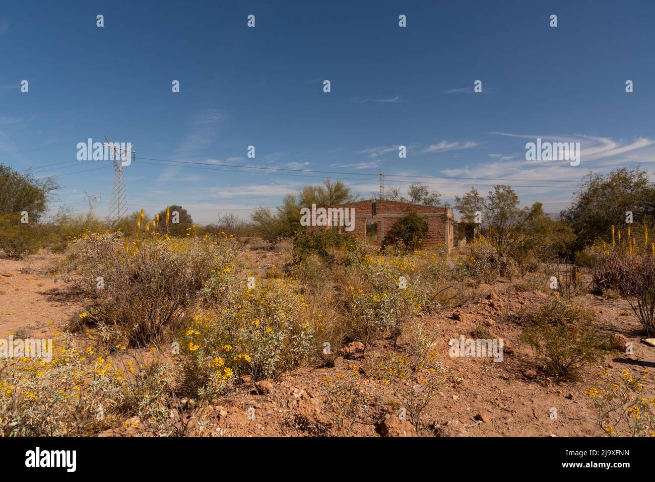 An abandoned red brick house surrounded by diverse species of cacti in the Sonoran Desert in Northern Mexico. Stock Photo