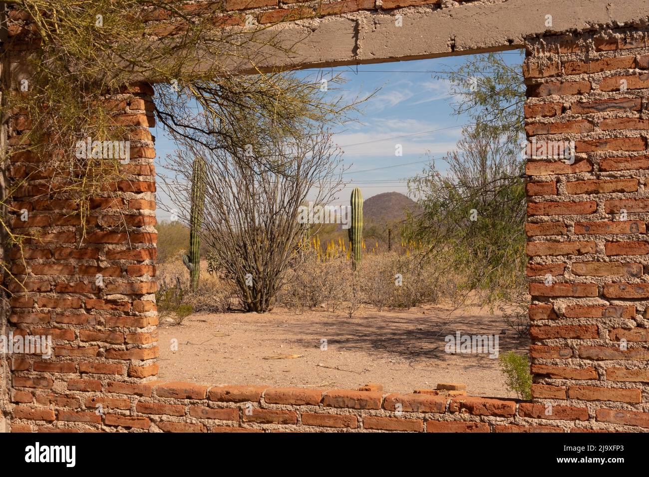 Looking through an open window in an abandoned house onto the arid Sonoran Desert in Northern Mexico. Outside the window are cardon cacti Stock Photo