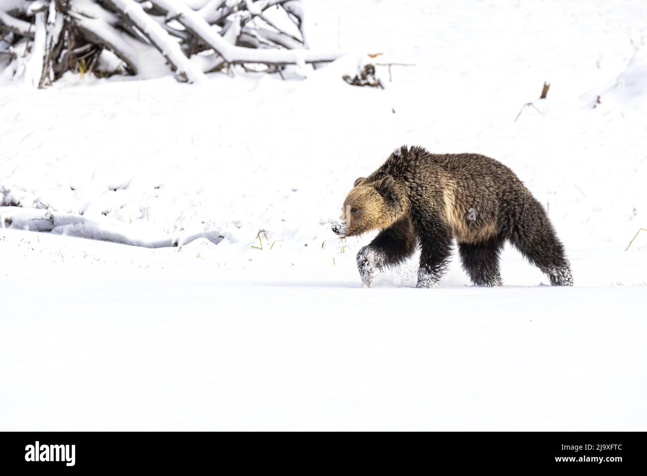Grizzly Bear on snow Stock Photo