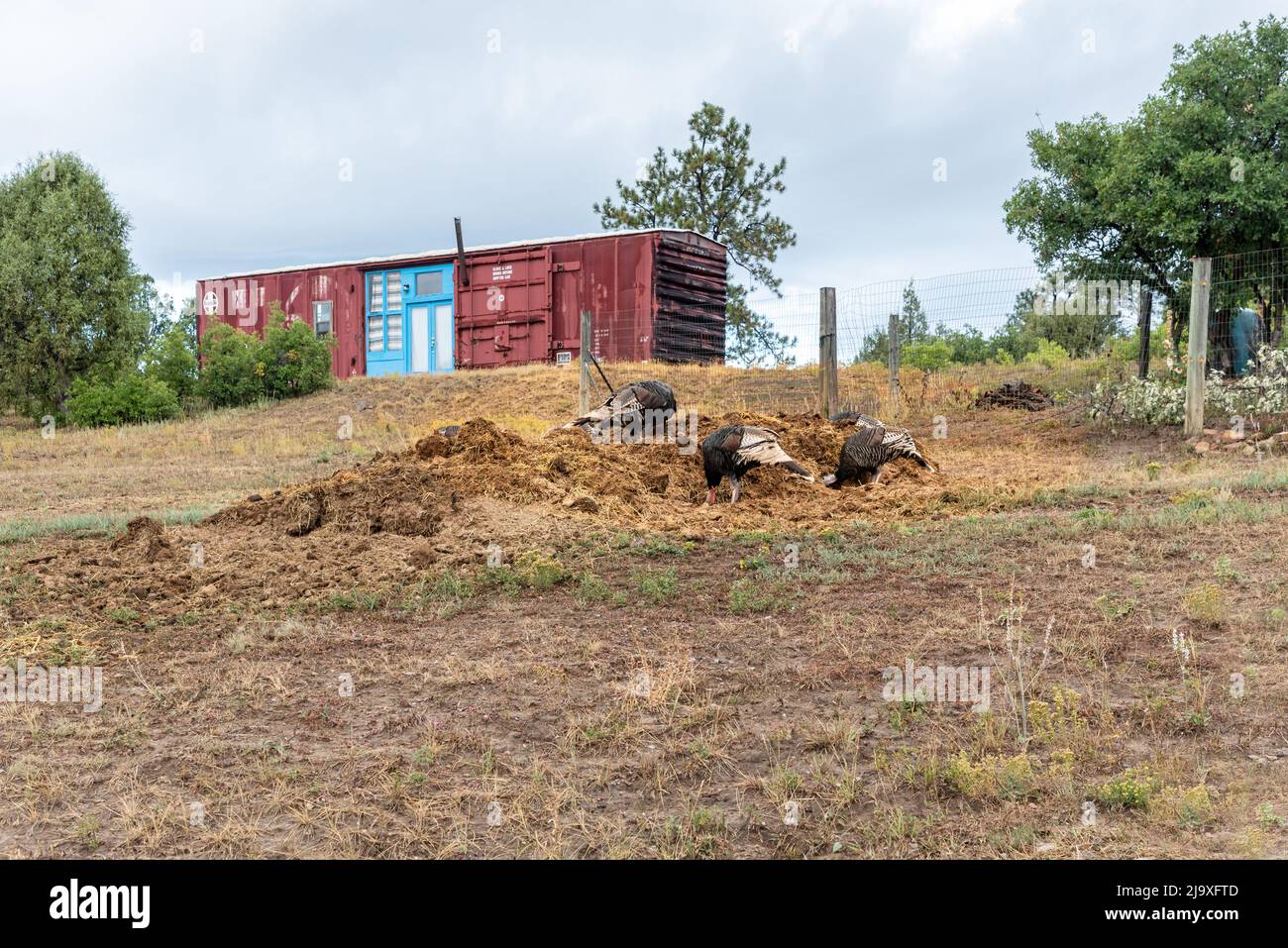 Wild turkeys peck at a compost pile, in the background a dark red train ...