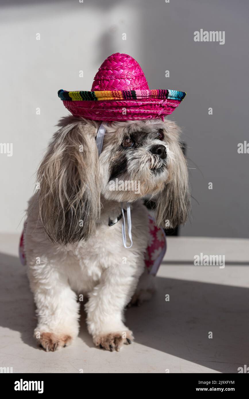 A shih tzu dog wearing a pink Mexican hat. Stock Photo