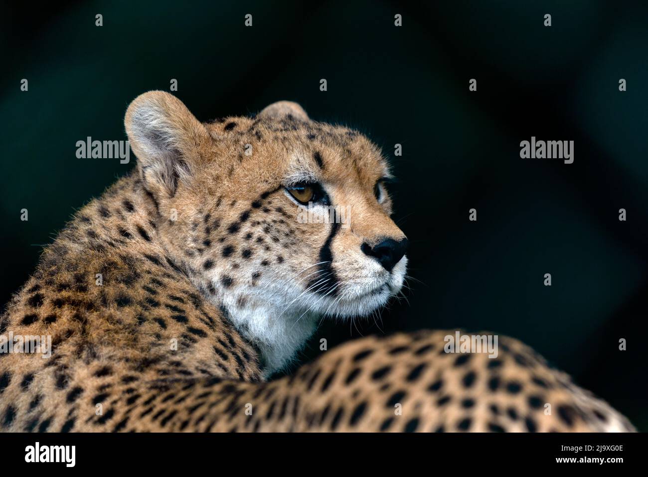 Northern cheetah (Acinonyx jubatus) Stock Photo