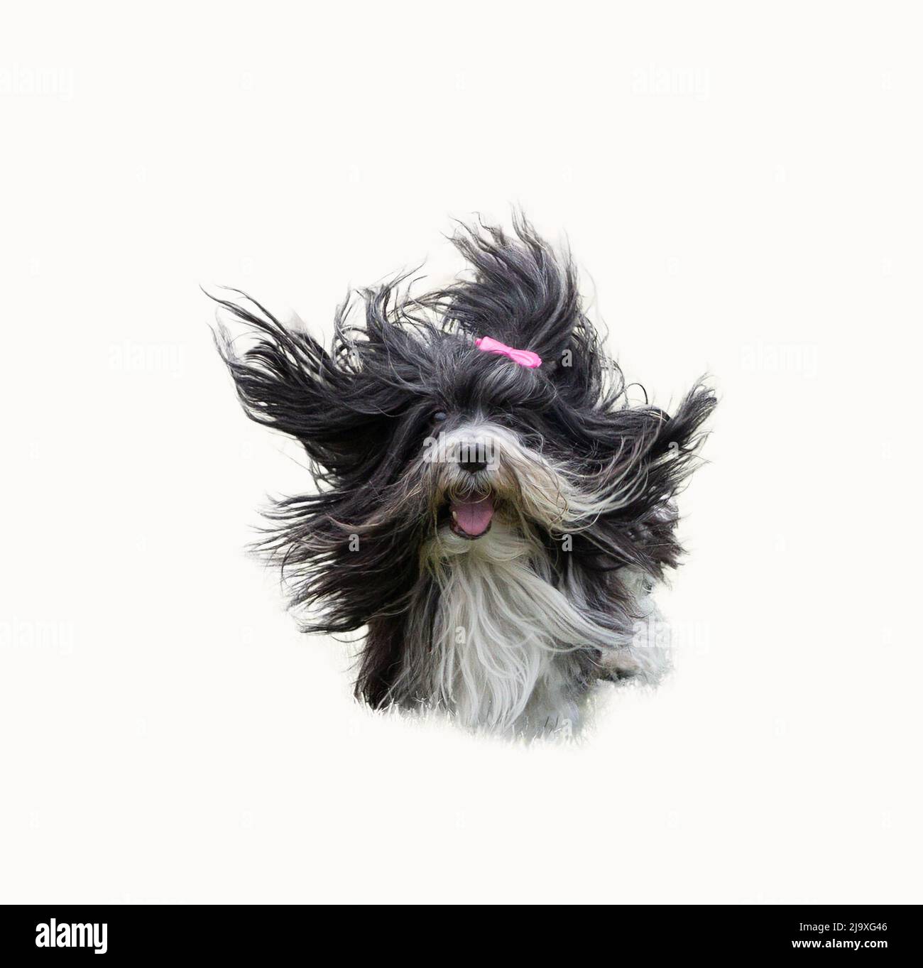 Havanese running against a white background Stock Photo Alamy