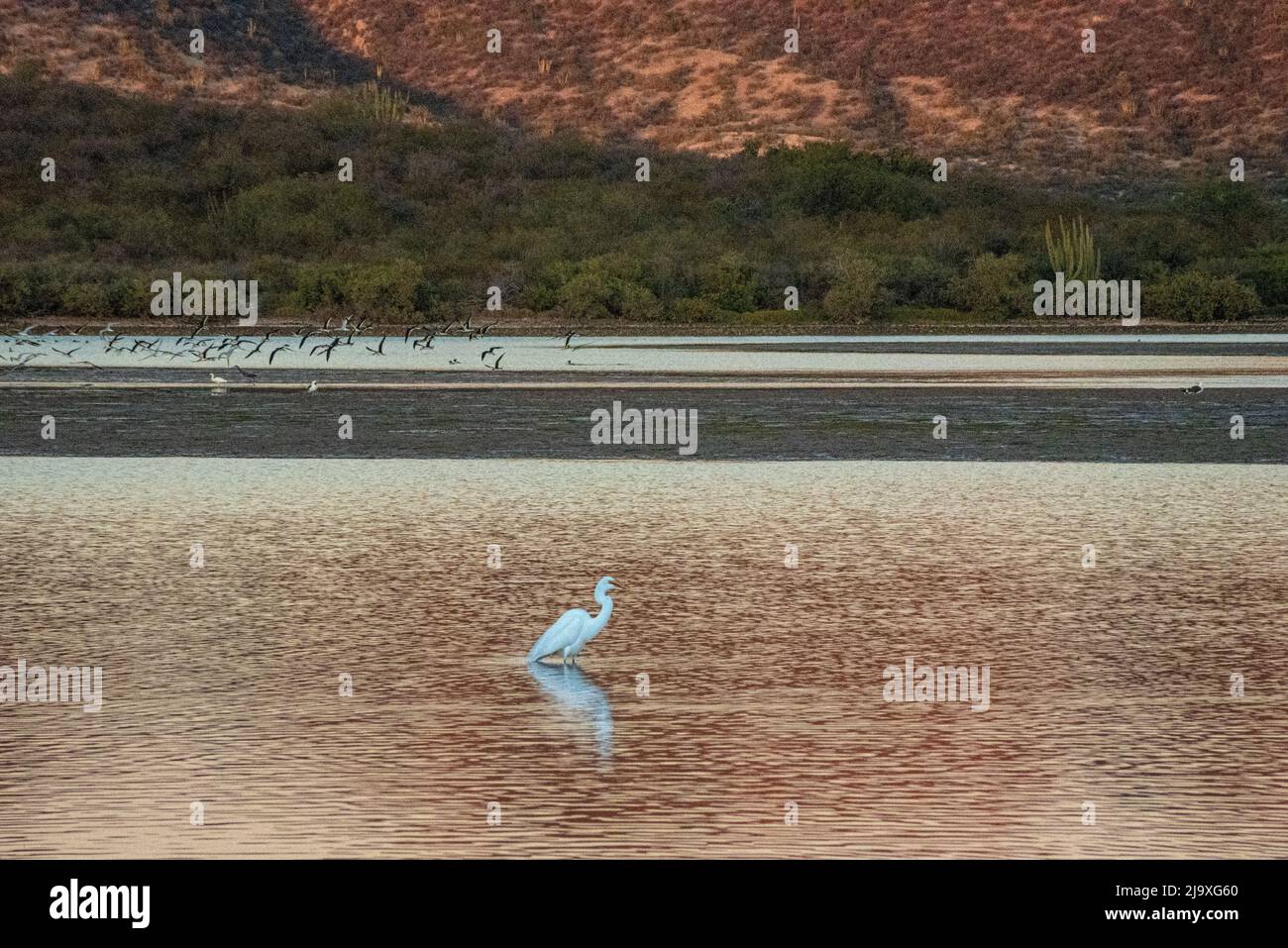 A snowy egret stands in the estuary in San Carlos, Sonora, Mexico, in the late afternoon, the color of orange red mountains effecting in the water. Stock Photo