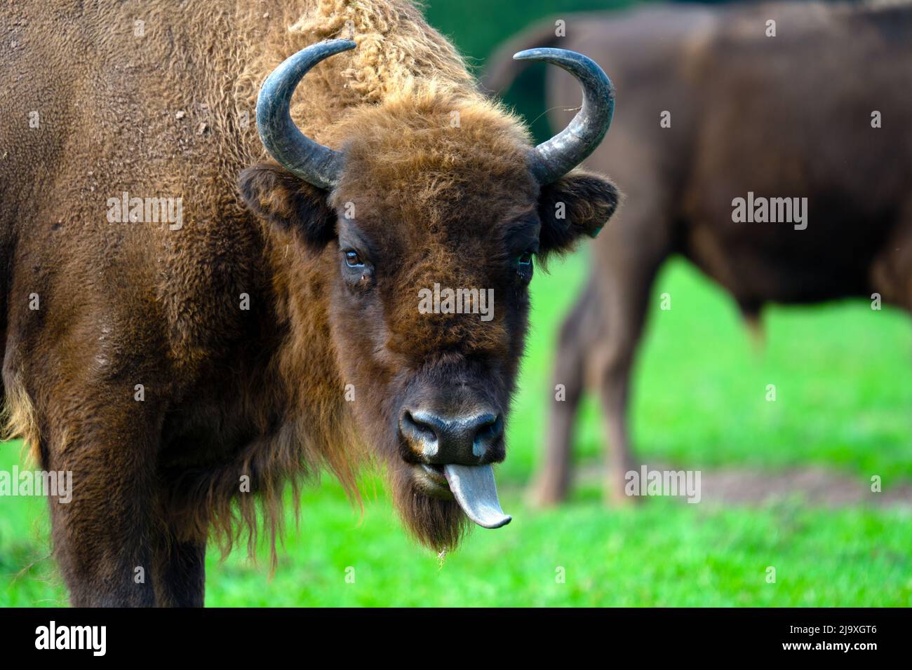Natgeowildlife hi-res stock photography and images - Alamy