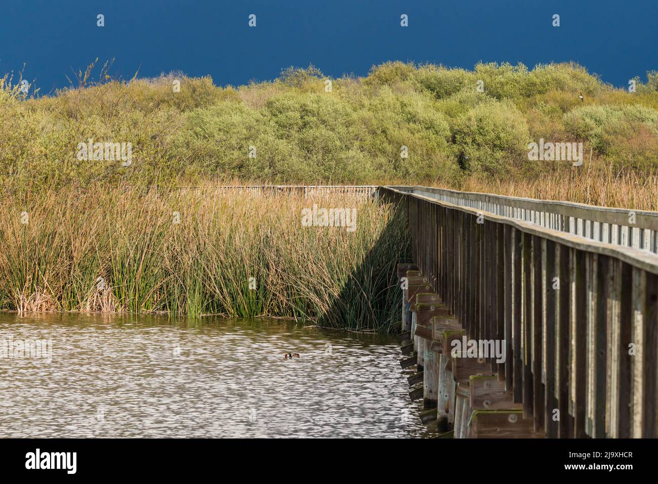 Lake, rushes and marsh plants at the ege of the lake, and an old wooden ...