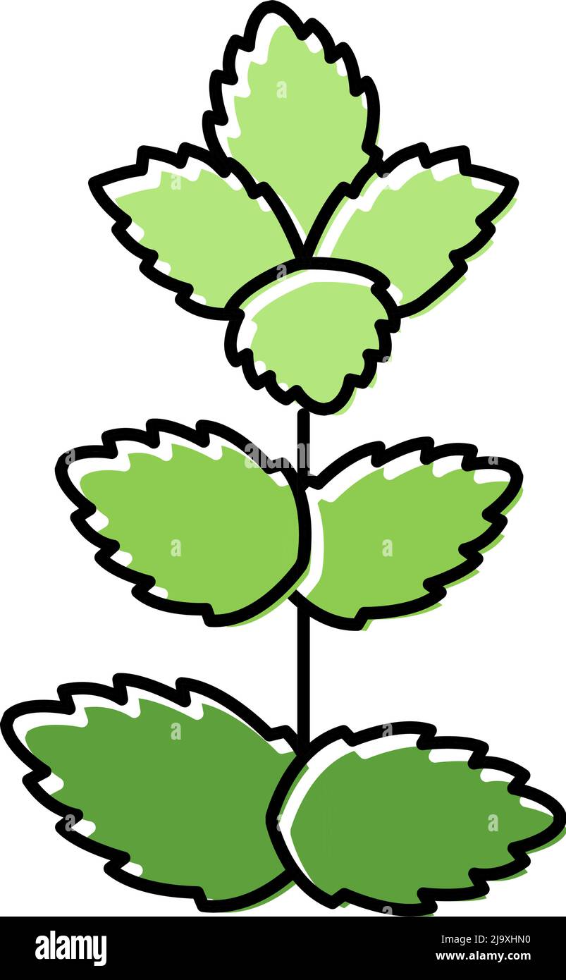 mint leaf color icon vector illustration Stock Vector Image & Art Alamy