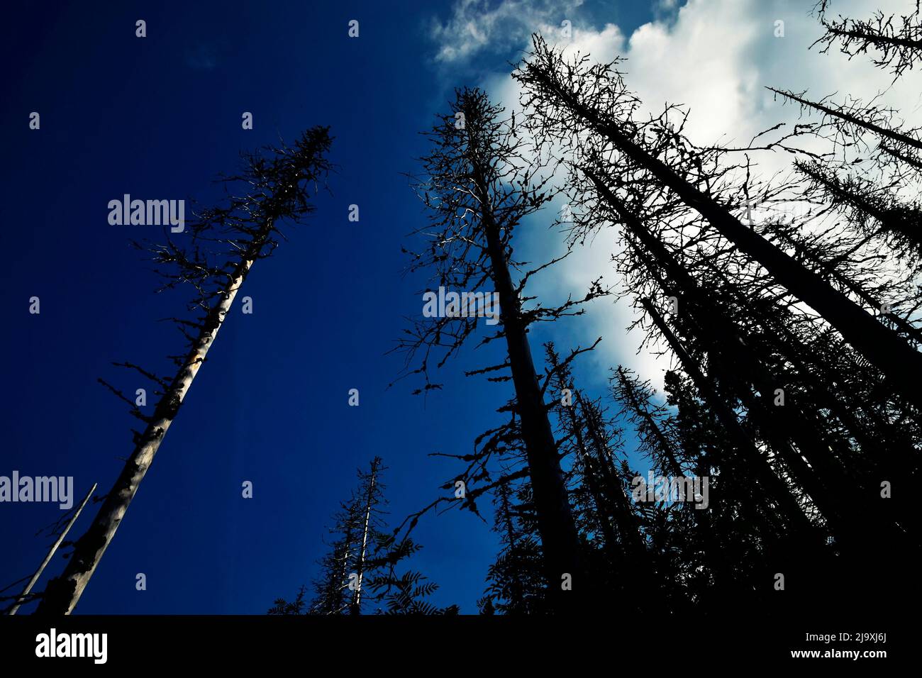 abstract background view up to the Crown of Dry Trees Stock Photo - Alamy