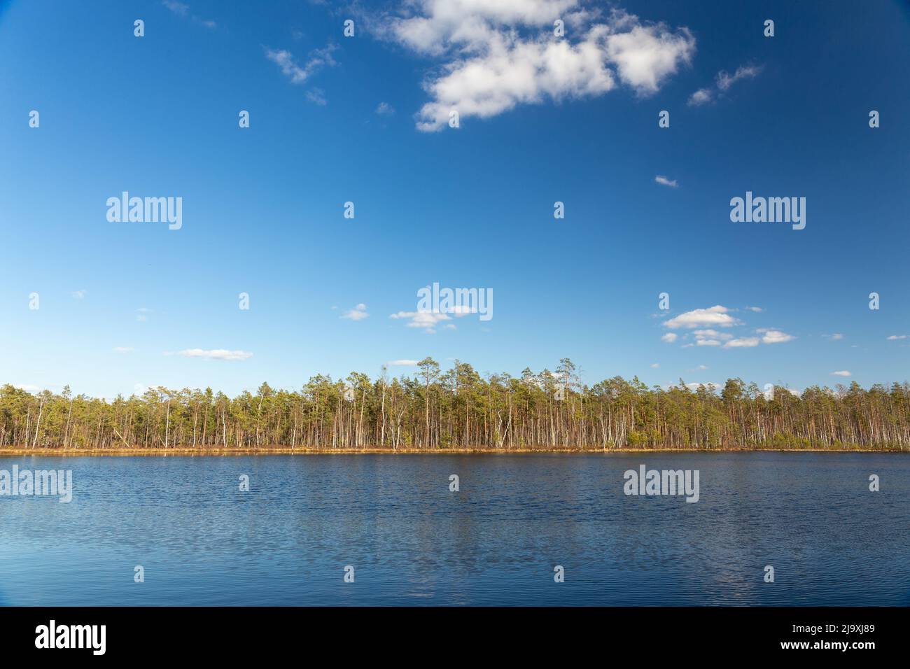 Small swamp lake in the wild pine forest in spring in Belarus. The black color of the water is due to the peat bottom. Environmental protection concep Stock Photo
