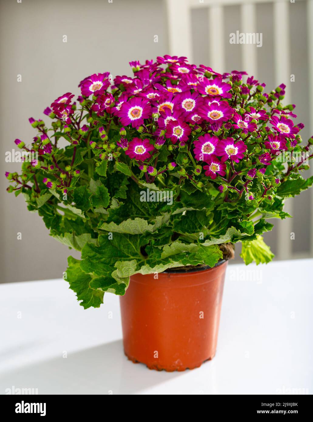 Cinereria in a pot - a plant of the aster family Stock Photo