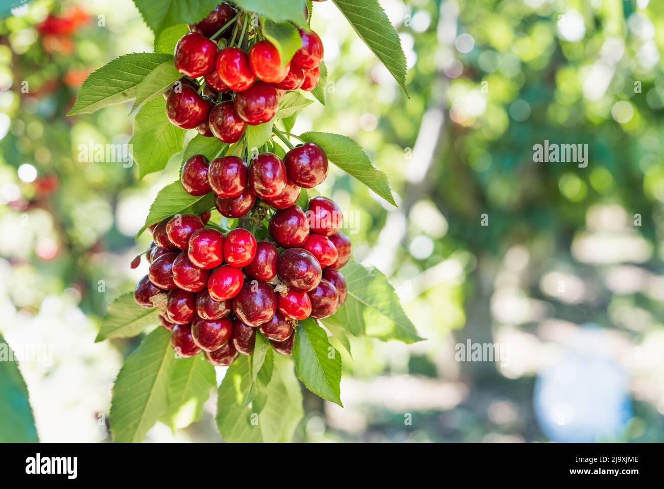 Close up of red organic cherries on a branch just before harvest in early summer Stock Photo