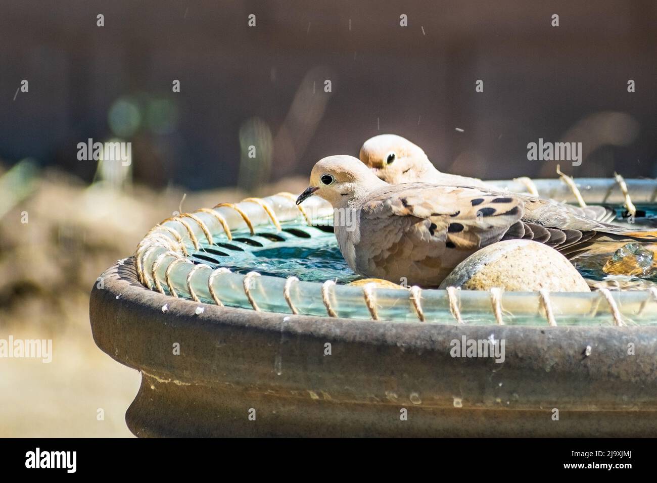 A pair of mourning doves (Zenaida macroura) bathing in a water fountain, San Francisco Bay Area, California Stock Photo