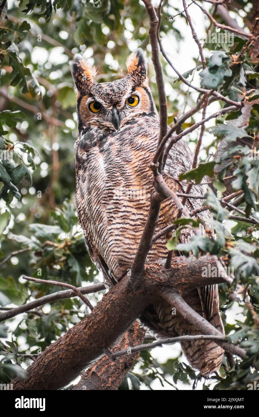 Great horned owl (Bubo virginianus) sitting up in an oak tree, looking straight at the camera; East San Francisco Bay Area, California Stock Photo