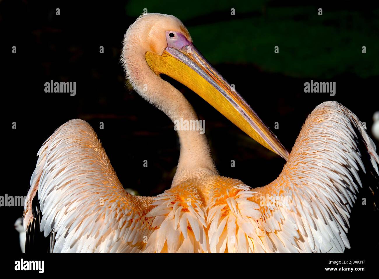 Great White Pelican giving me the look Stock Photo