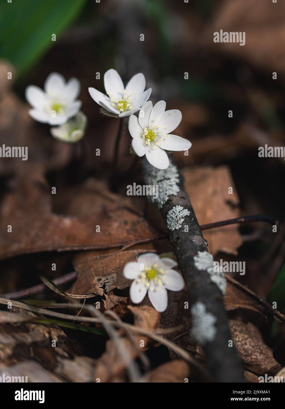 Close up of tiny whitewild flowers blooming in woods on spring day. Stock Photo