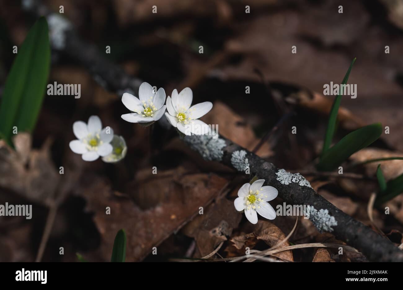 Close up of tiny purple wild flowers blooming in woods on spring day. Stock Photo