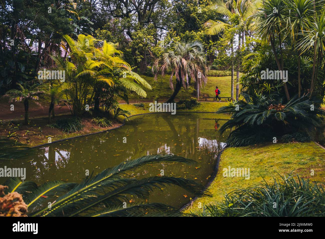 Botanical garden evergreen in Ponta Delgada, São Miguel, Azores Stock