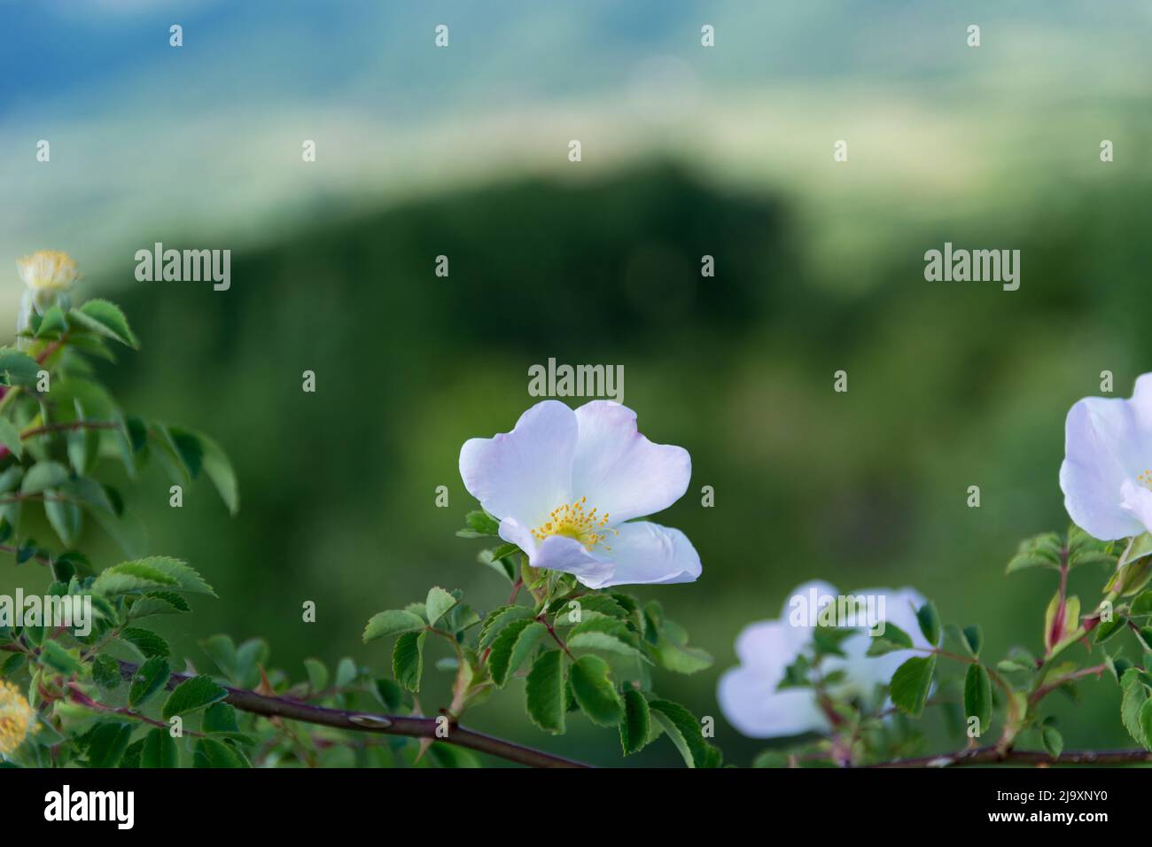 White flowers of dog roses or rosehip against the blurred background of green leaves and sky on a spring day in nature. Free space for text Stock Photo