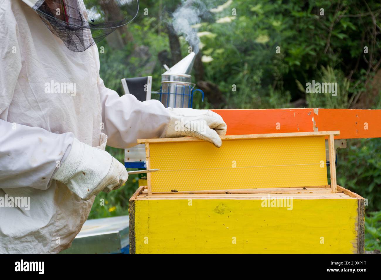 Professional beekeeper in protective workwear inspecting honeycomb frame at apiary on a sunny spring day. Close up, selective focus Stock Photo
