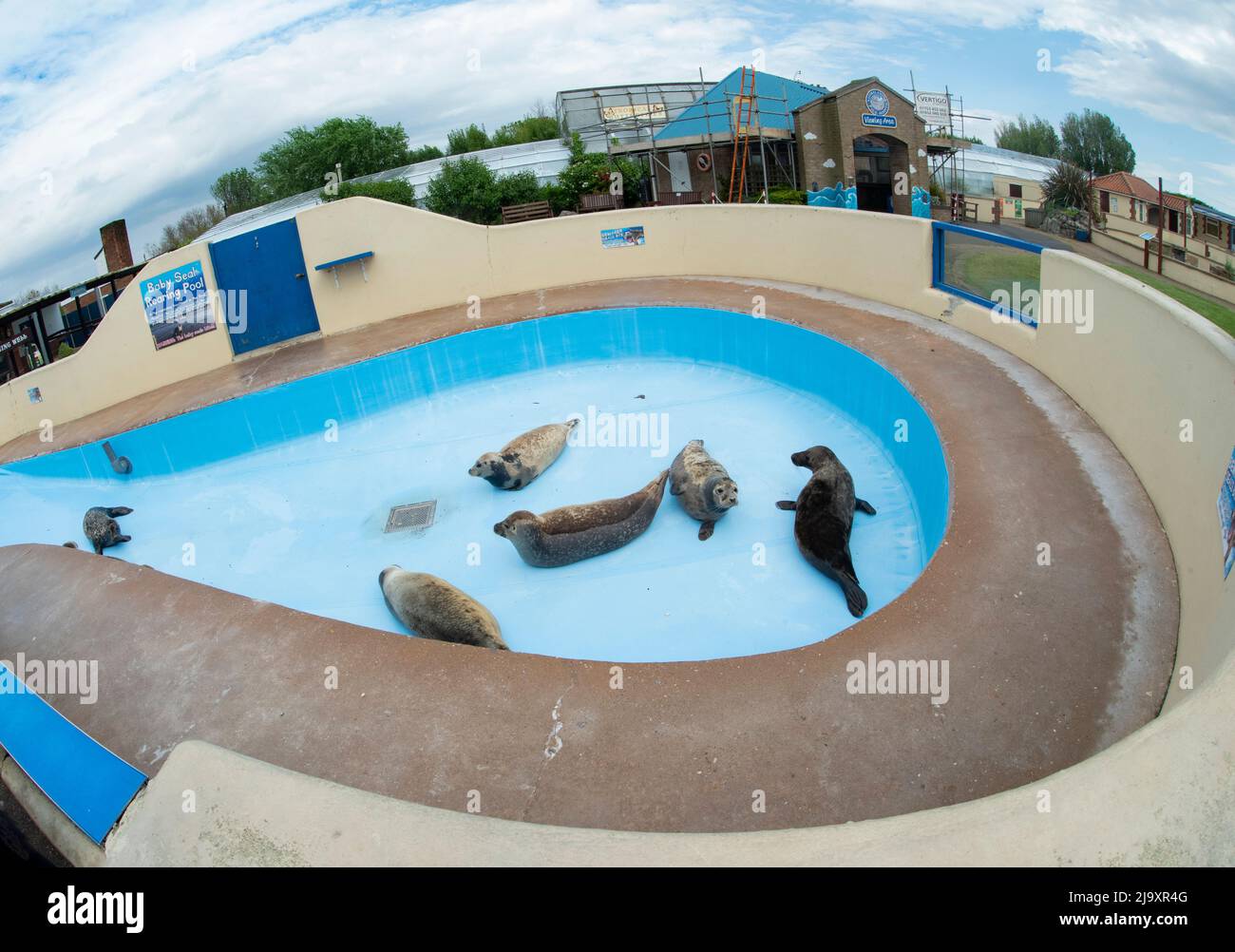 The Baby Seal Rearing Pool at Natureland Seal Sanctuary in Skegness, Lincolnshire. Natureland