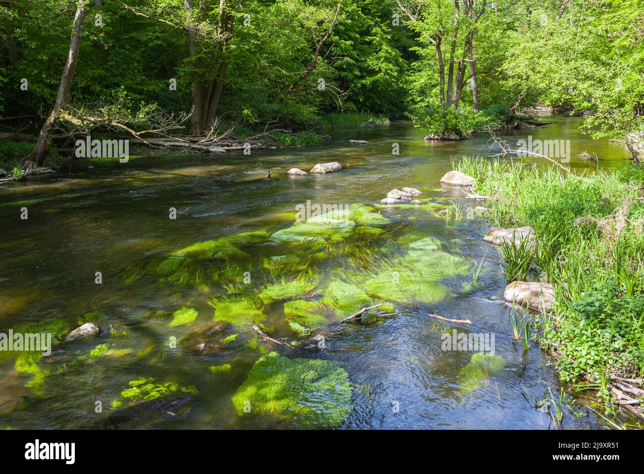 Idyllic natural river habitat with duck, aquatic plants and clear water at forest valley Stock Photo