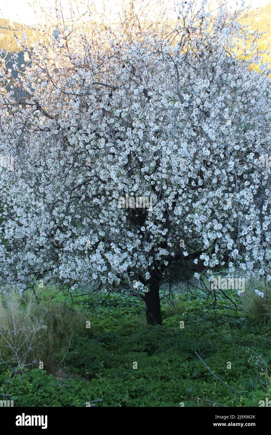 Flowering almond tree, Istan, Málaga, Spain Stock Photo