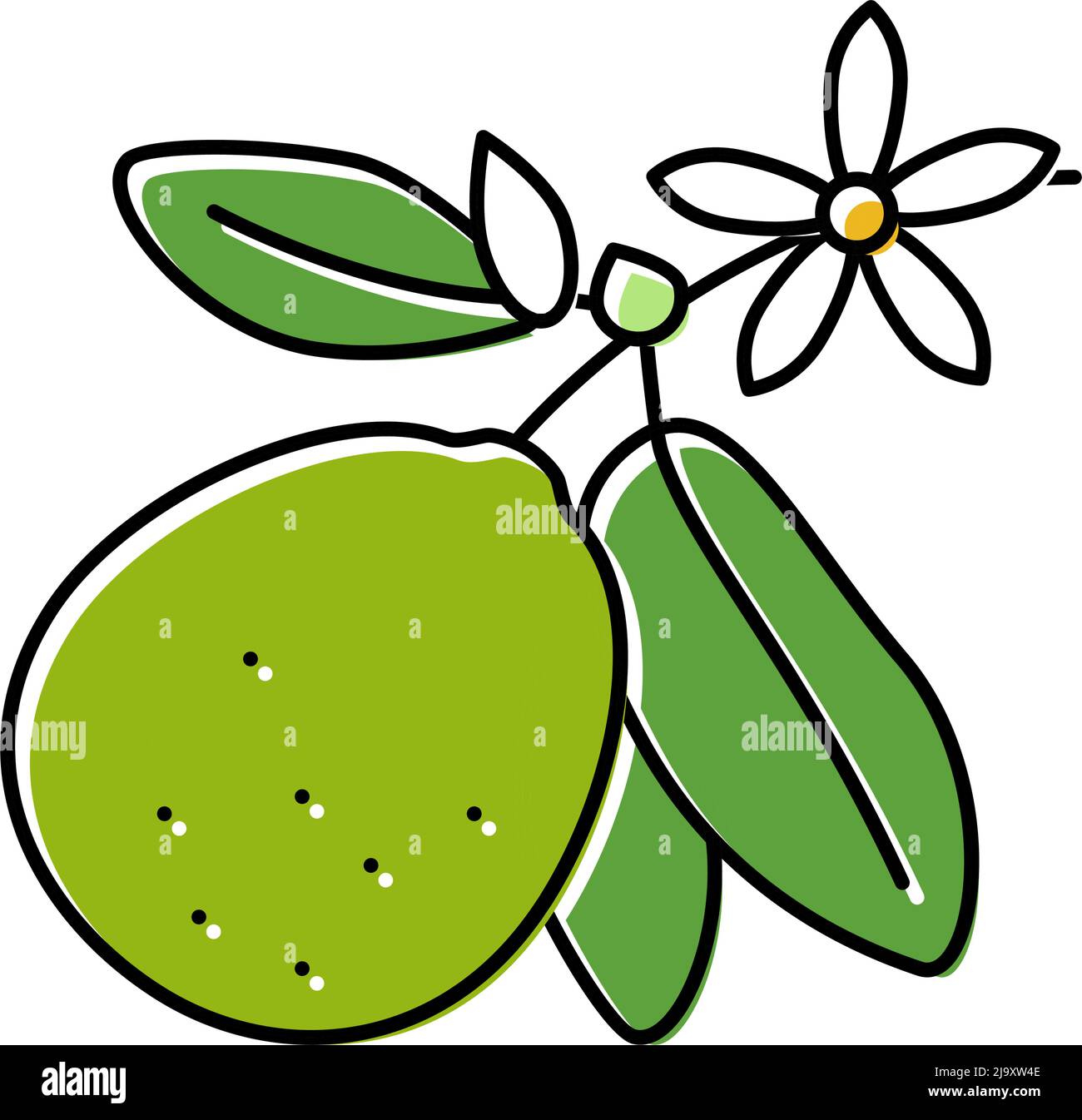 lime blossom color icon vector illustration Stock Vector Image & Art ...