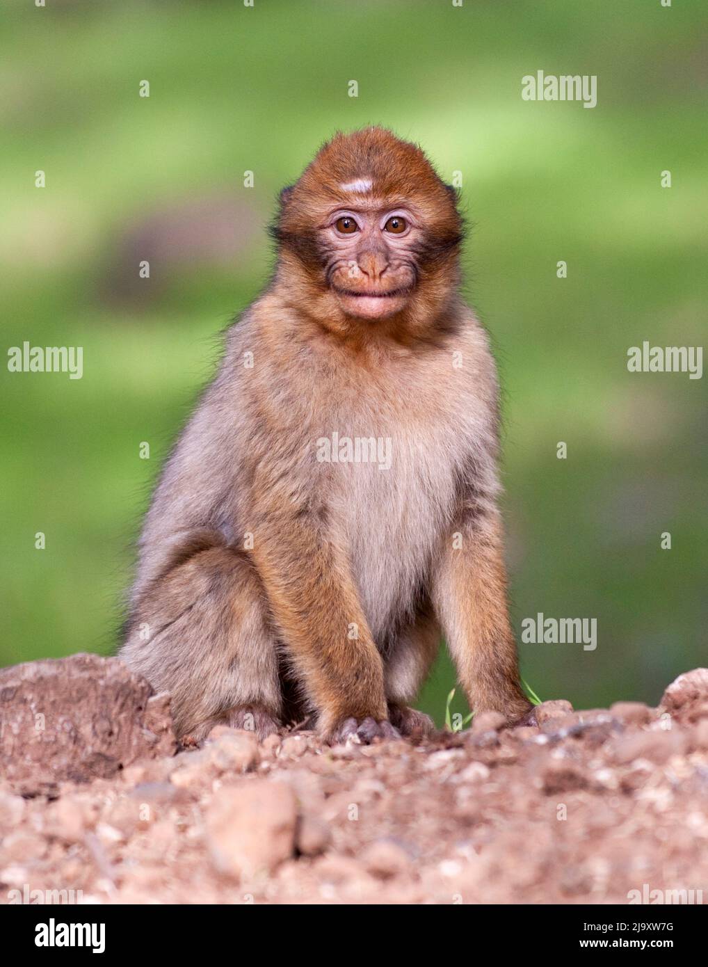 A Barbary Macaque, also known as a Barbary Ape, from the cedar forest of the Middle Atlas region of Morocco. Stock Photo