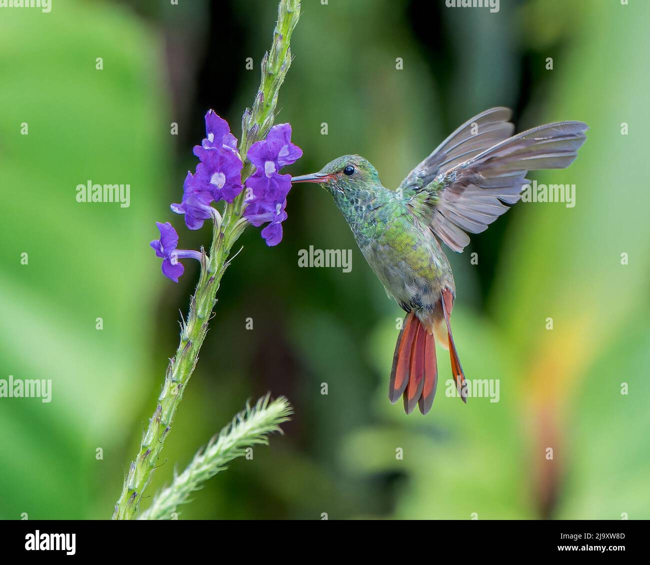 Portrait Of Rufous Tailed Hummingbird Hi res Stock Photography And Portrait Of Rufous Tailed Hummingbird Hi res Stock Photography And