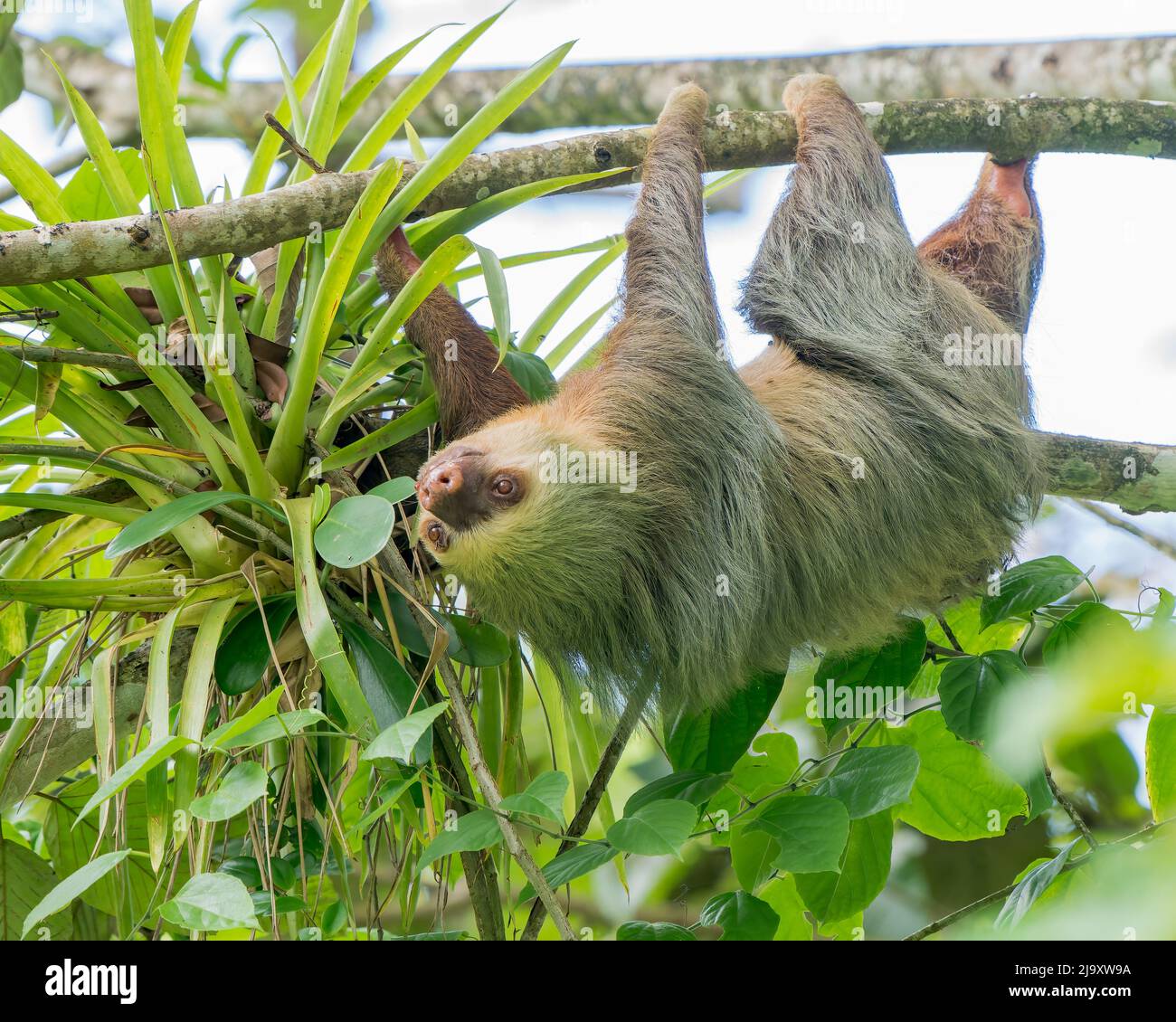 Sloth hanging on a tree next to a bromeliad in Costa Rica Stock Photo