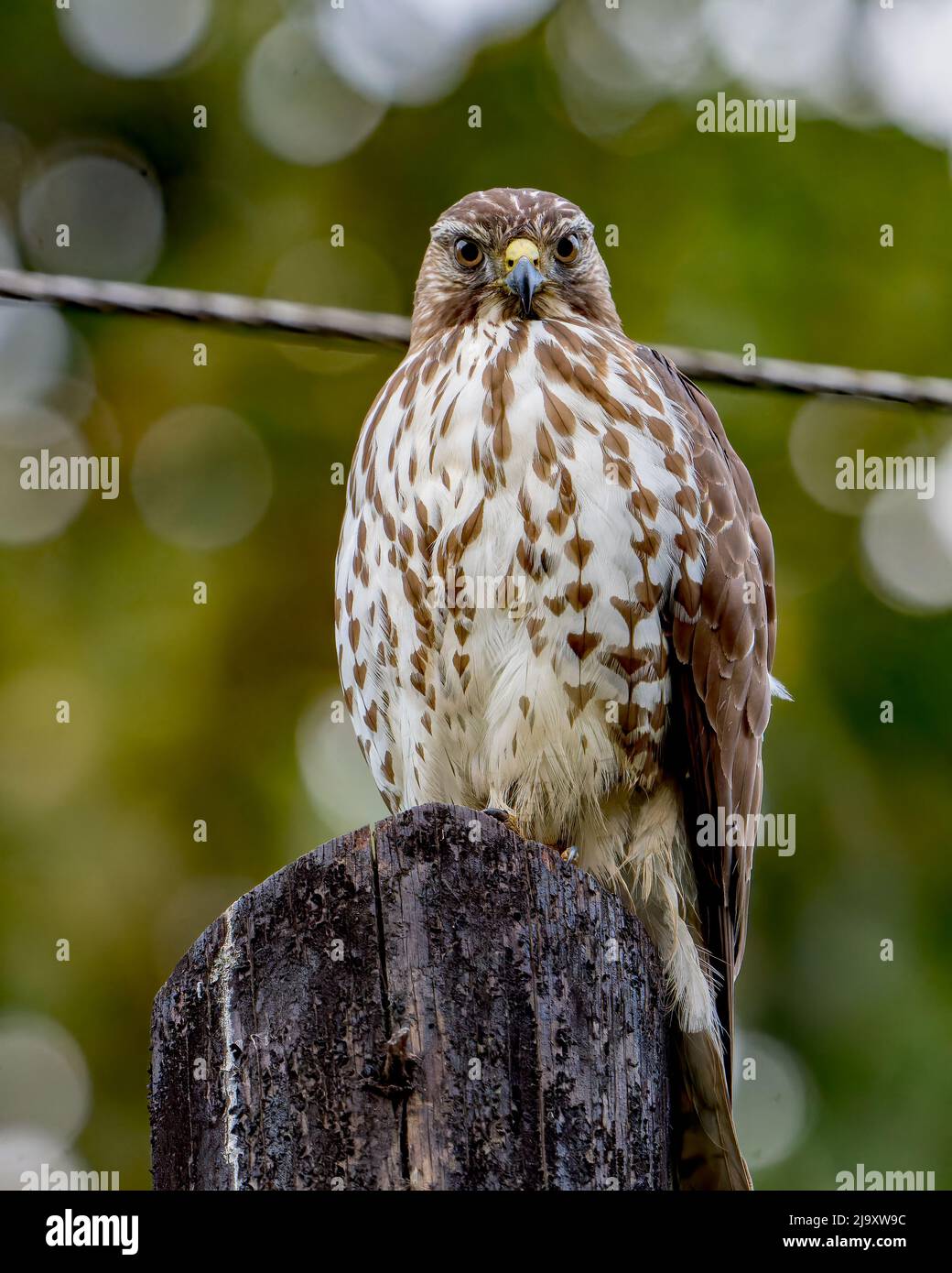 Broad-winged Hawk (Buteo platypterus) perched on a telephone pole in Costa Rica Stock Photo