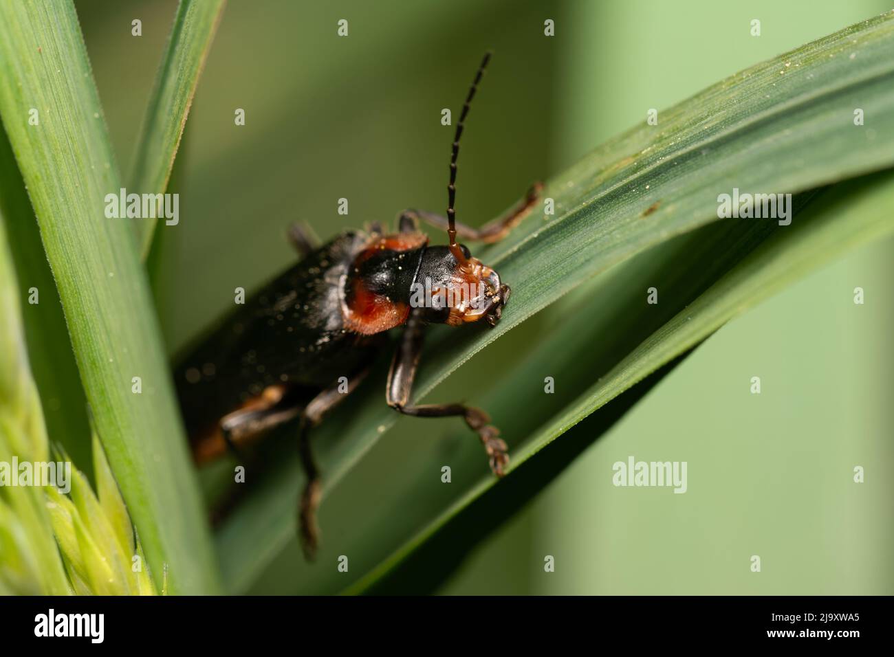 Insects During Spring beautiful insect in spring on leaf in the grass Stock Photo - Alamy