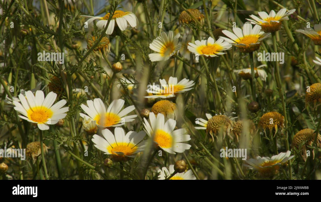 Meadow with daisies Stock Photo