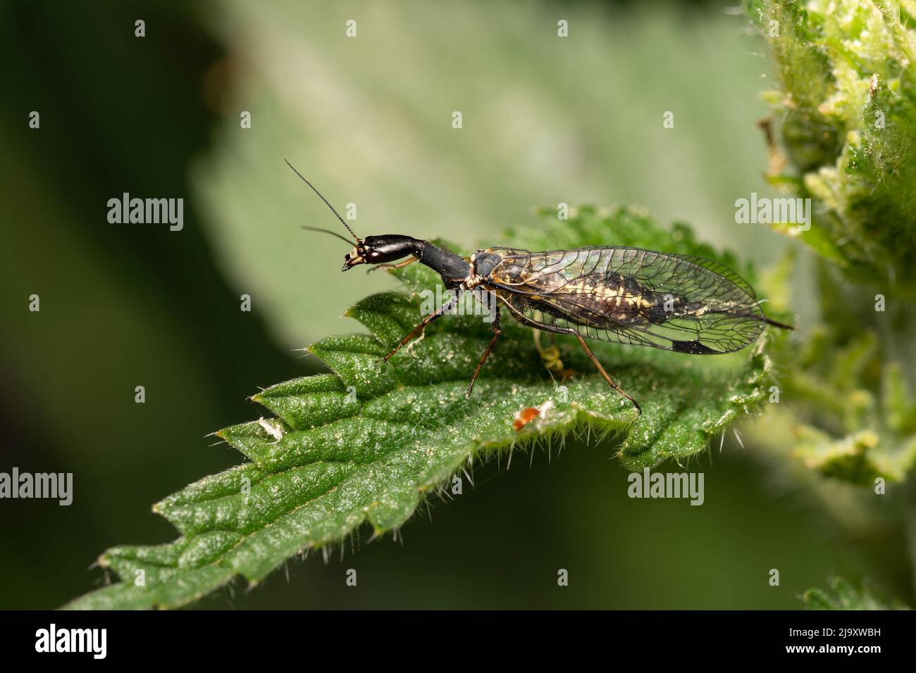 beautiful insect in spring on leaf in the grass Stock Photo - Alamy
